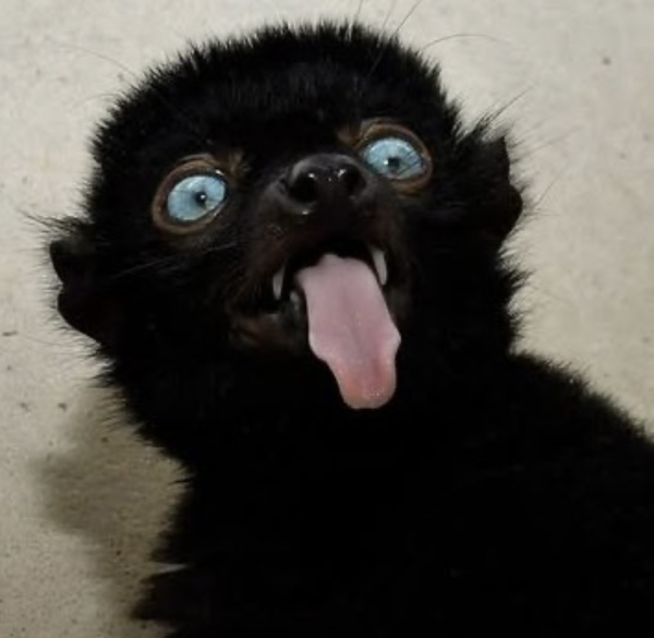 Links 11/14/2025 | naked capitalism